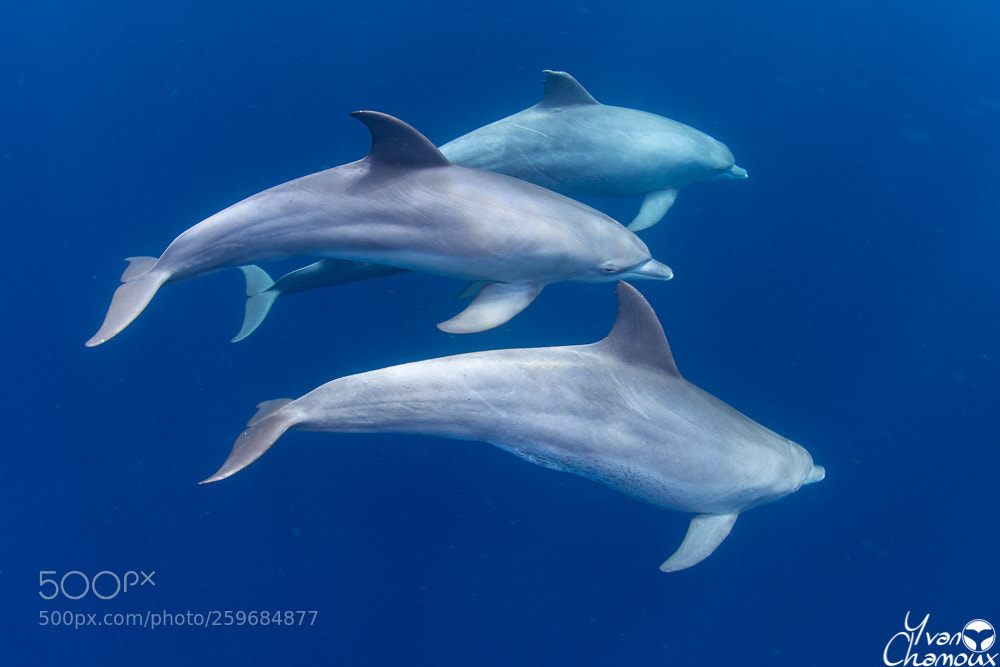 Nikon D7200 sample photo. Dolphins family photography