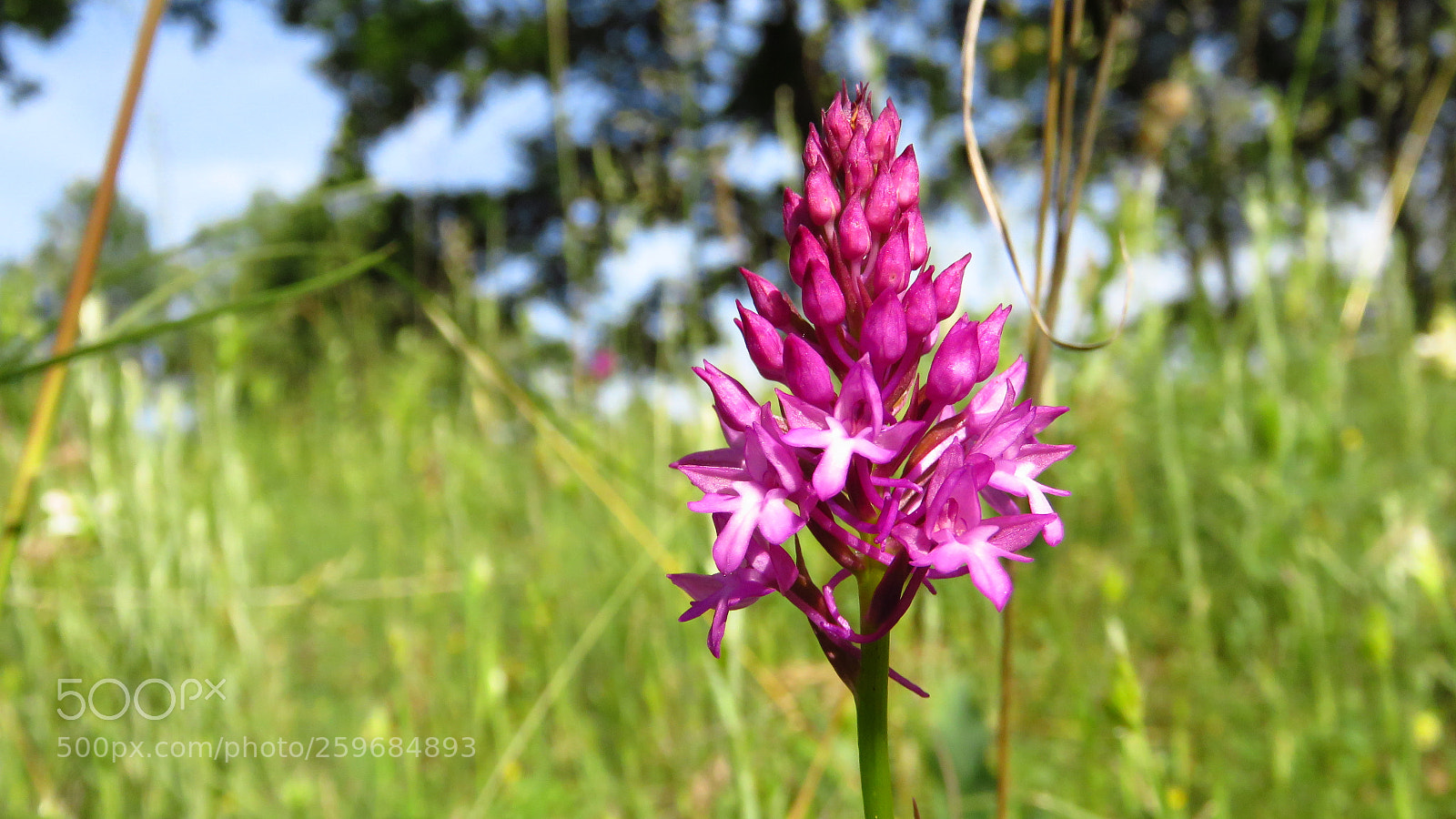 Canon PowerShot SX60 HS sample photo. Pyramidal orchid (anacamptis pyramidalis) photography