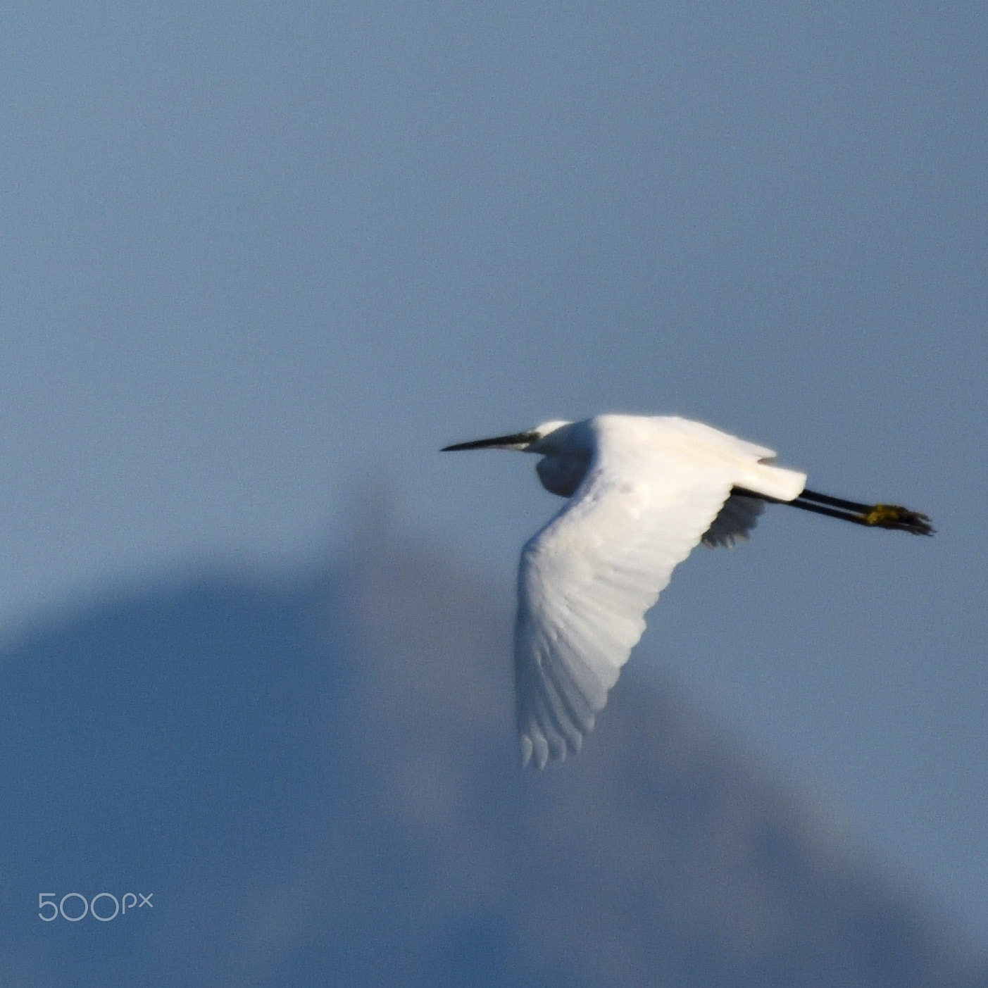 Nikon AF-S Nikkor 200-500mm F5.6E ED VR sample photo. Héron cendré en vol photography