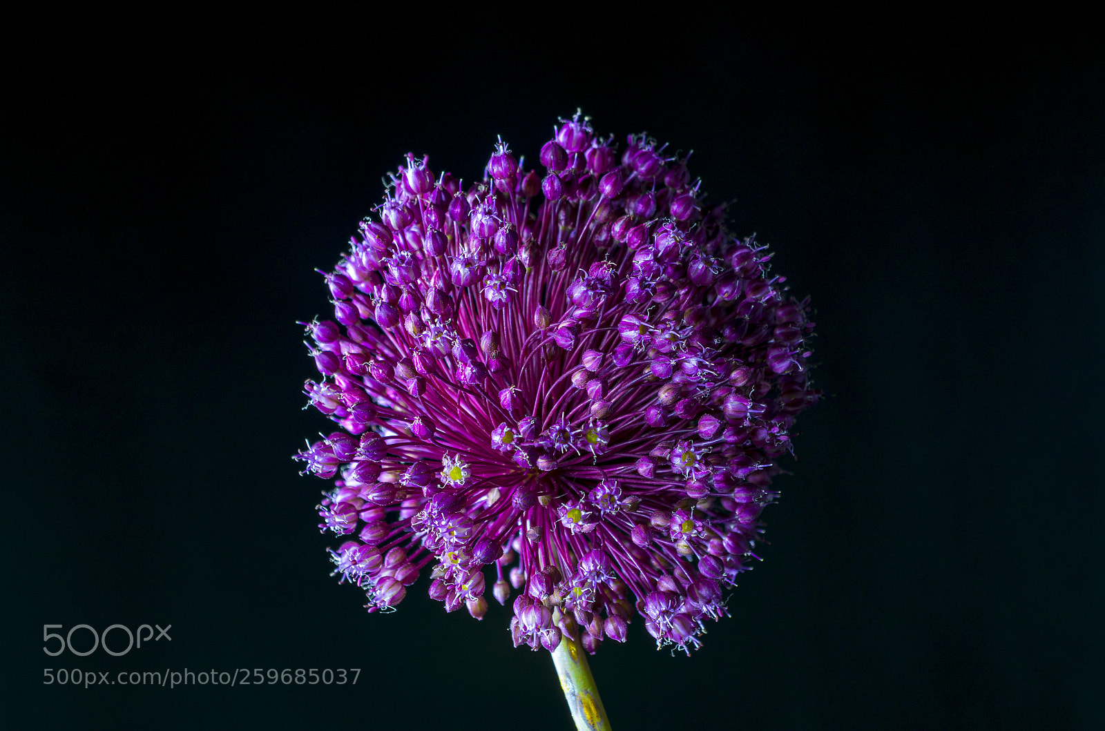 Pentax K-50 sample photo. Allium aflatunese photography