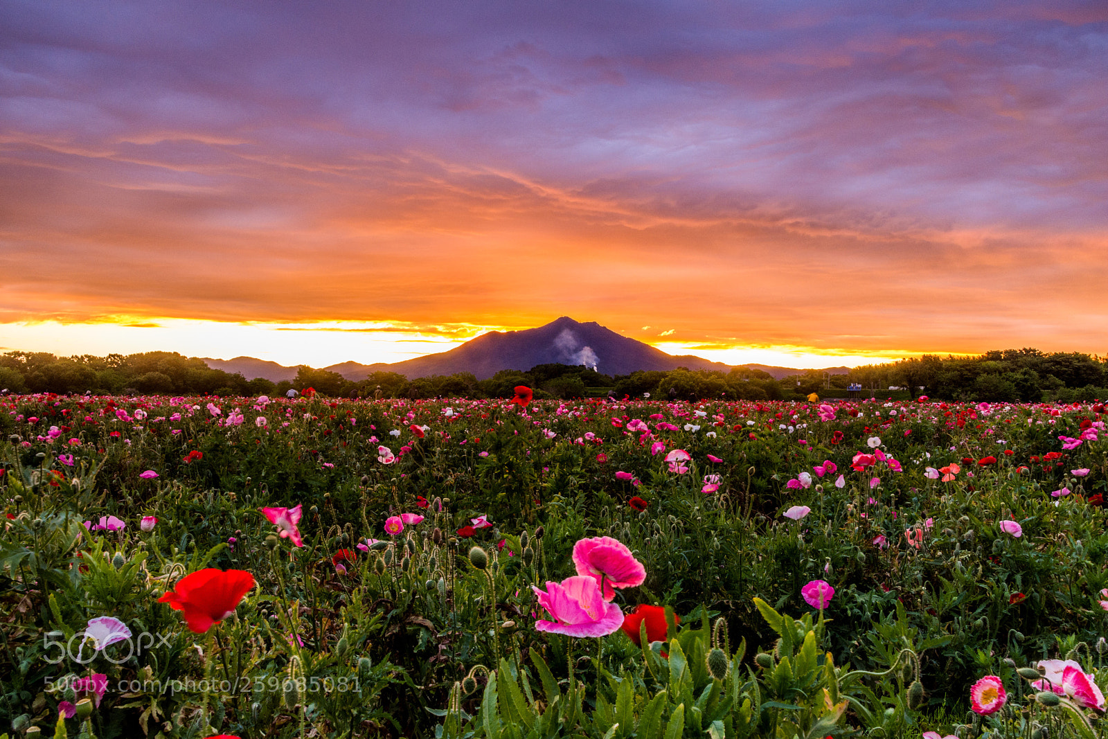 Nikon D7200 sample photo. Sunrise & flower photography