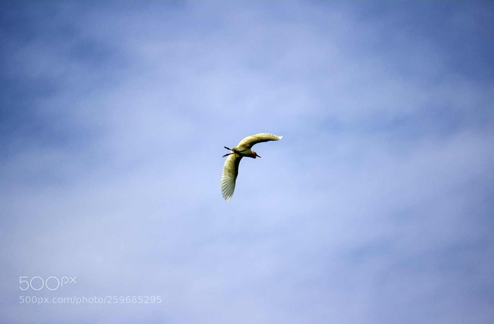 Canon EOS 600D (Rebel EOS T3i / EOS Kiss X5) sample photo. Hover photography
