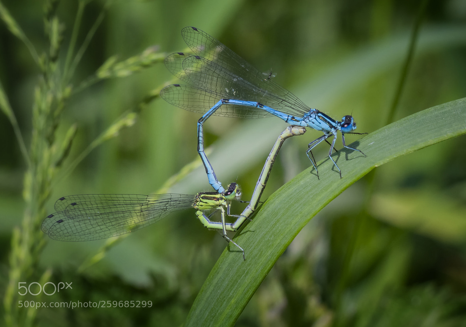 Canon EOS 7D sample photo. Green and blue photography