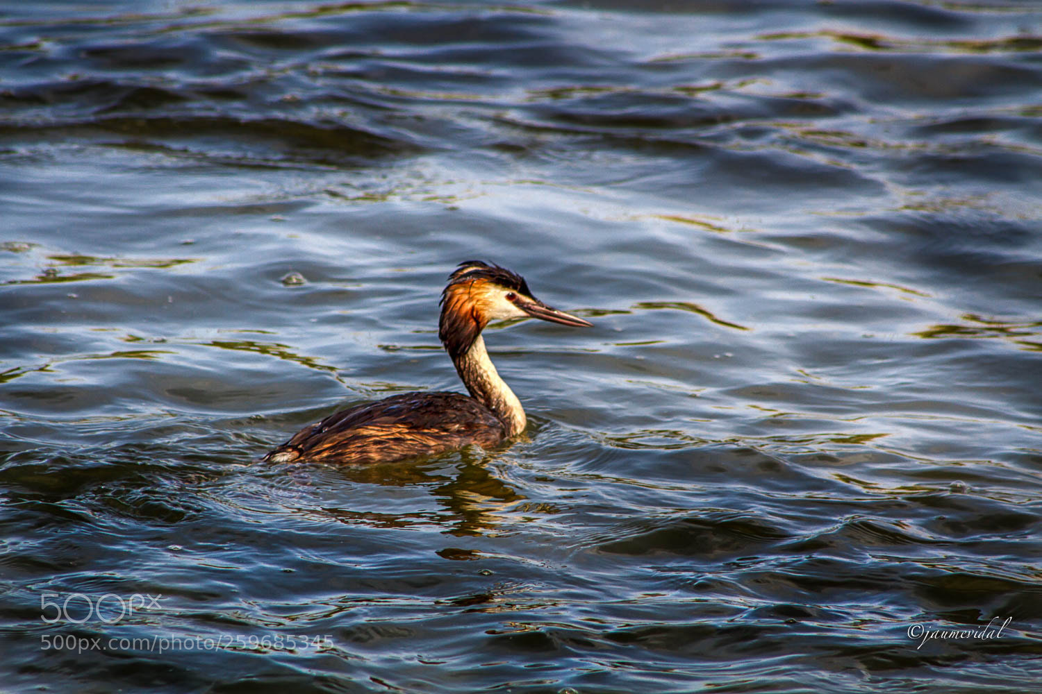 Canon EOS 7D sample photo. Somormujo en el delta photography