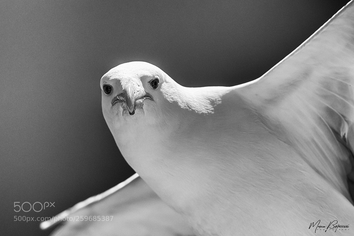 Nikon D810 sample photo. Kelp gull photography
