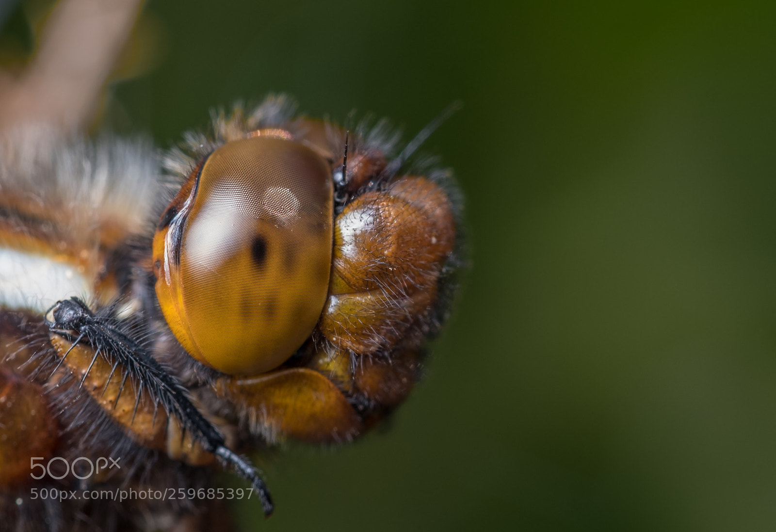 Fujifilm X-T2 sample photo. Portrait of a... photography