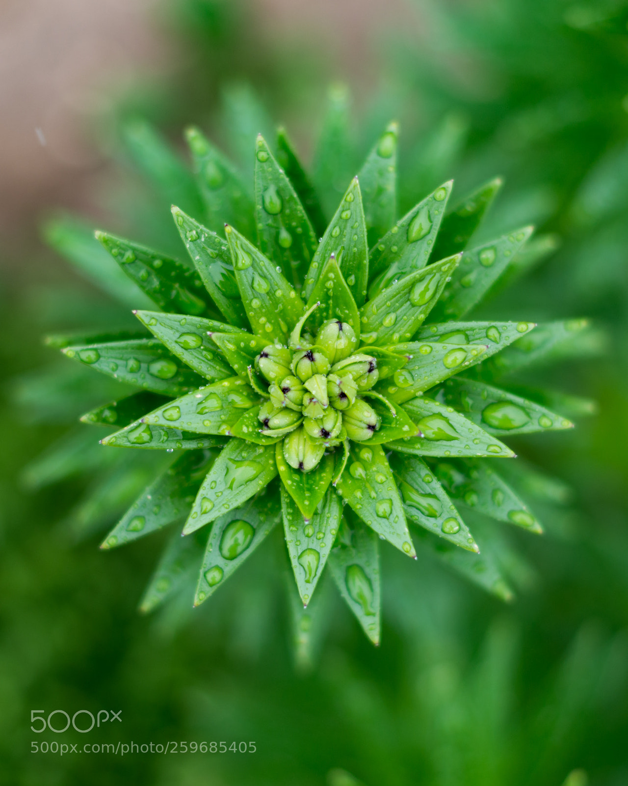 Nikon D800 sample photo. Green bokeh photography