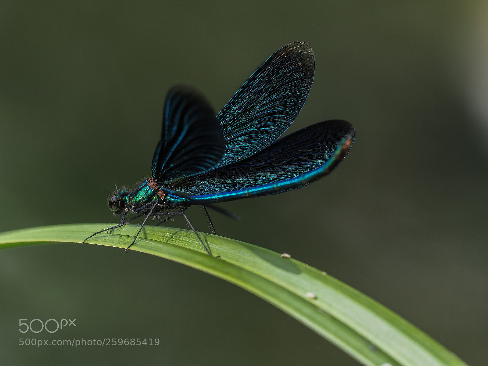 Olympus OM-D E-M1 Mark II sample photo. Prachtlibelle (calopterygidae) photography