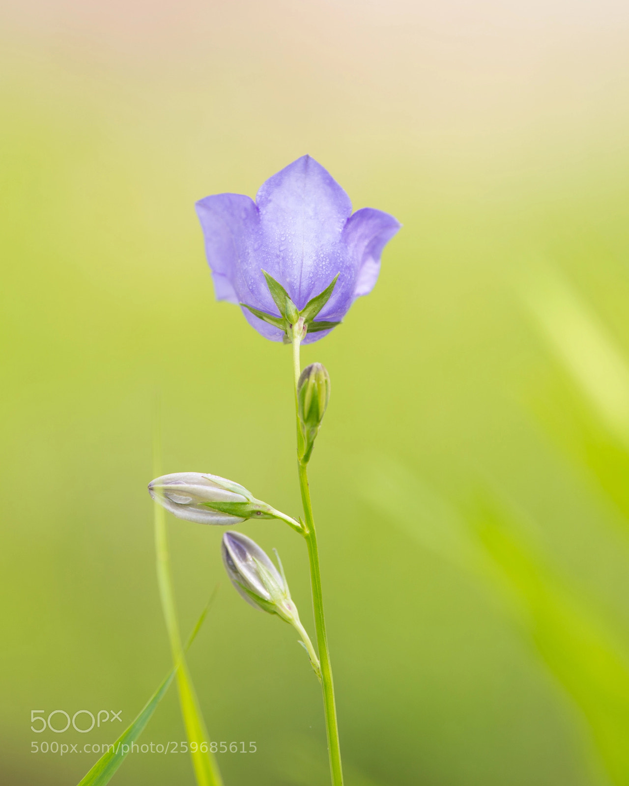 Nikon D800 sample photo. Like it photography