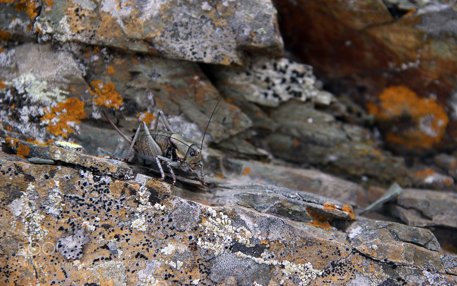 Canon EOS 600D (Rebel EOS T3i / EOS Kiss X5) sample photo. Grasshoper and rocks photography