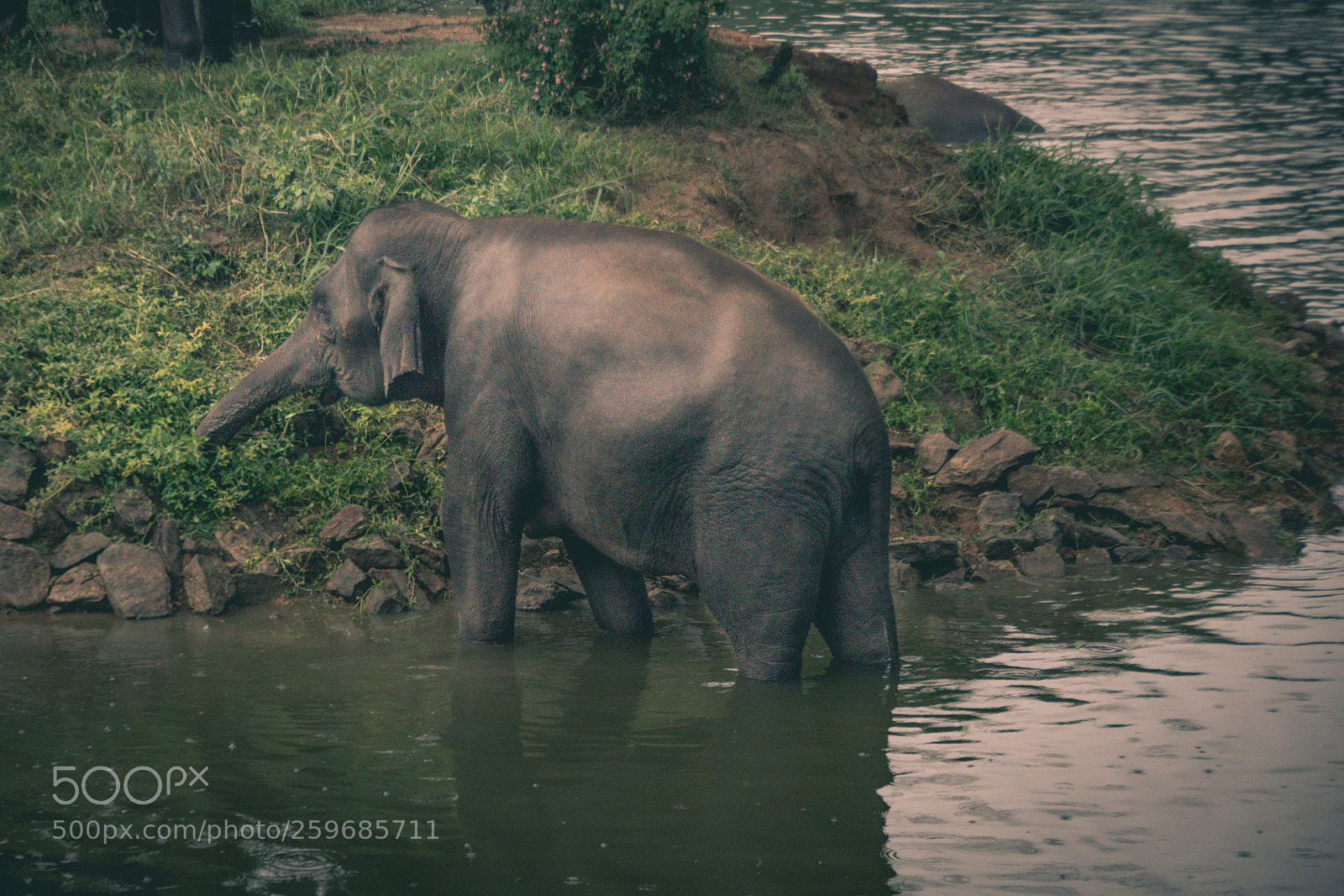 Nikon D3100 sample photo. Majestic beast photography