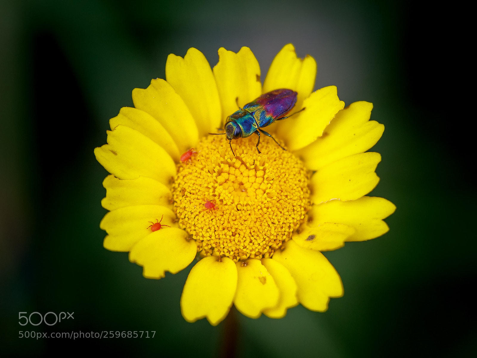 Canon EOS 6D Mark II sample photo. N/t photography