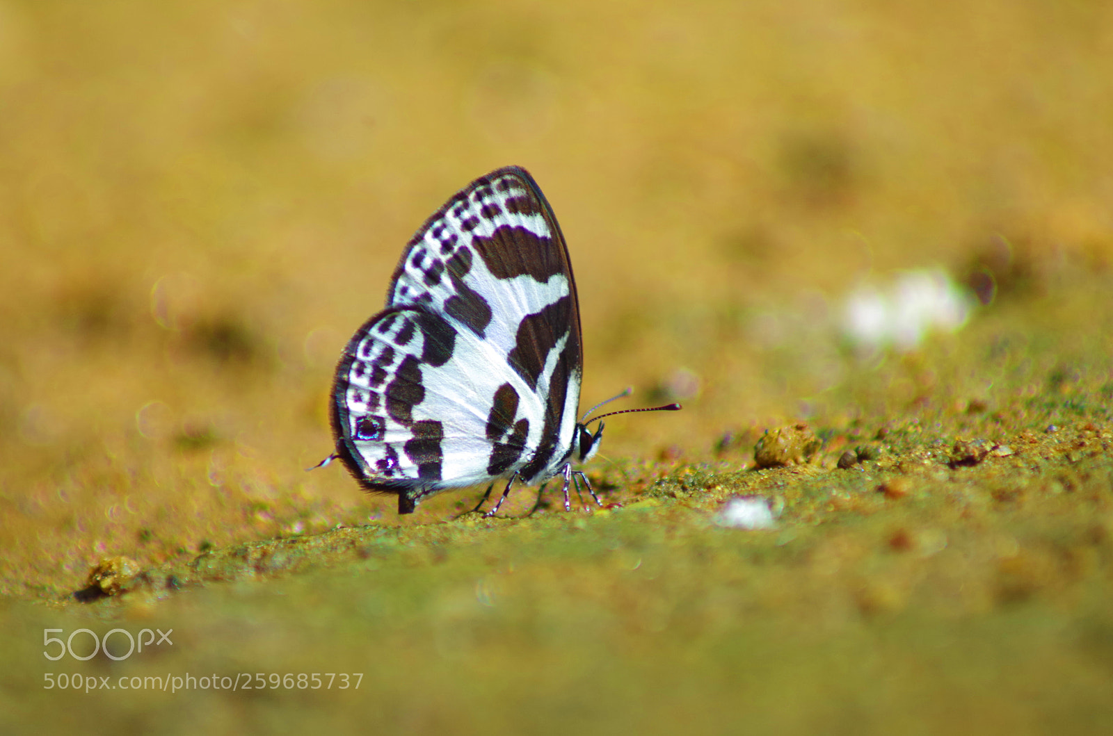 Pentax K-500 sample photo. Oriental banded blue pierrot ! photography