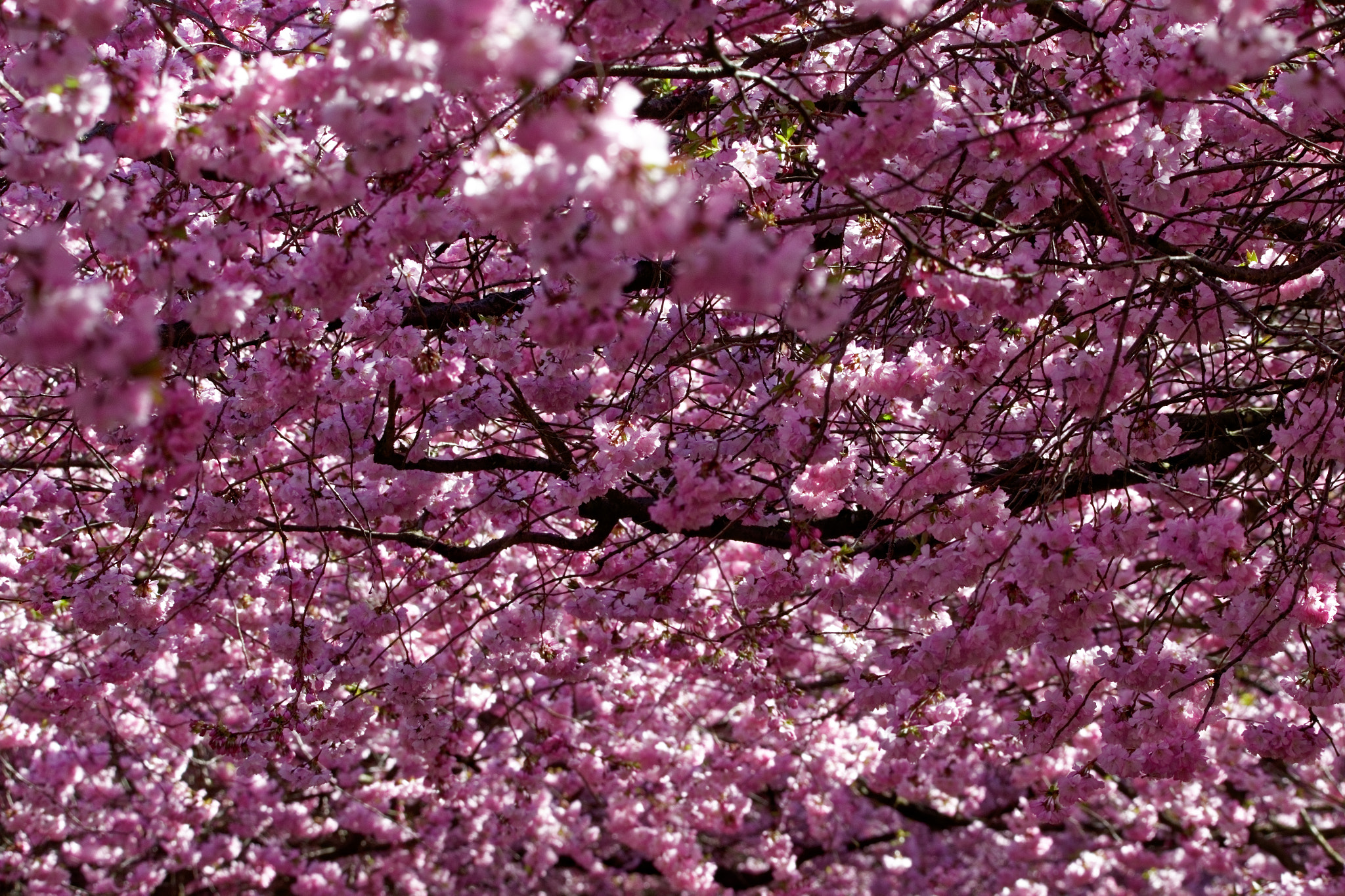 Sigma 150-600mm F5-6.3 DG OS HSM | C sample photo. Cherry trees photography