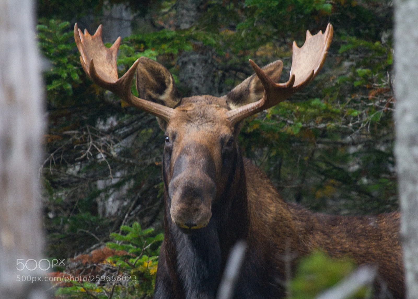 Canon EOS 7D sample photo. Moose photography