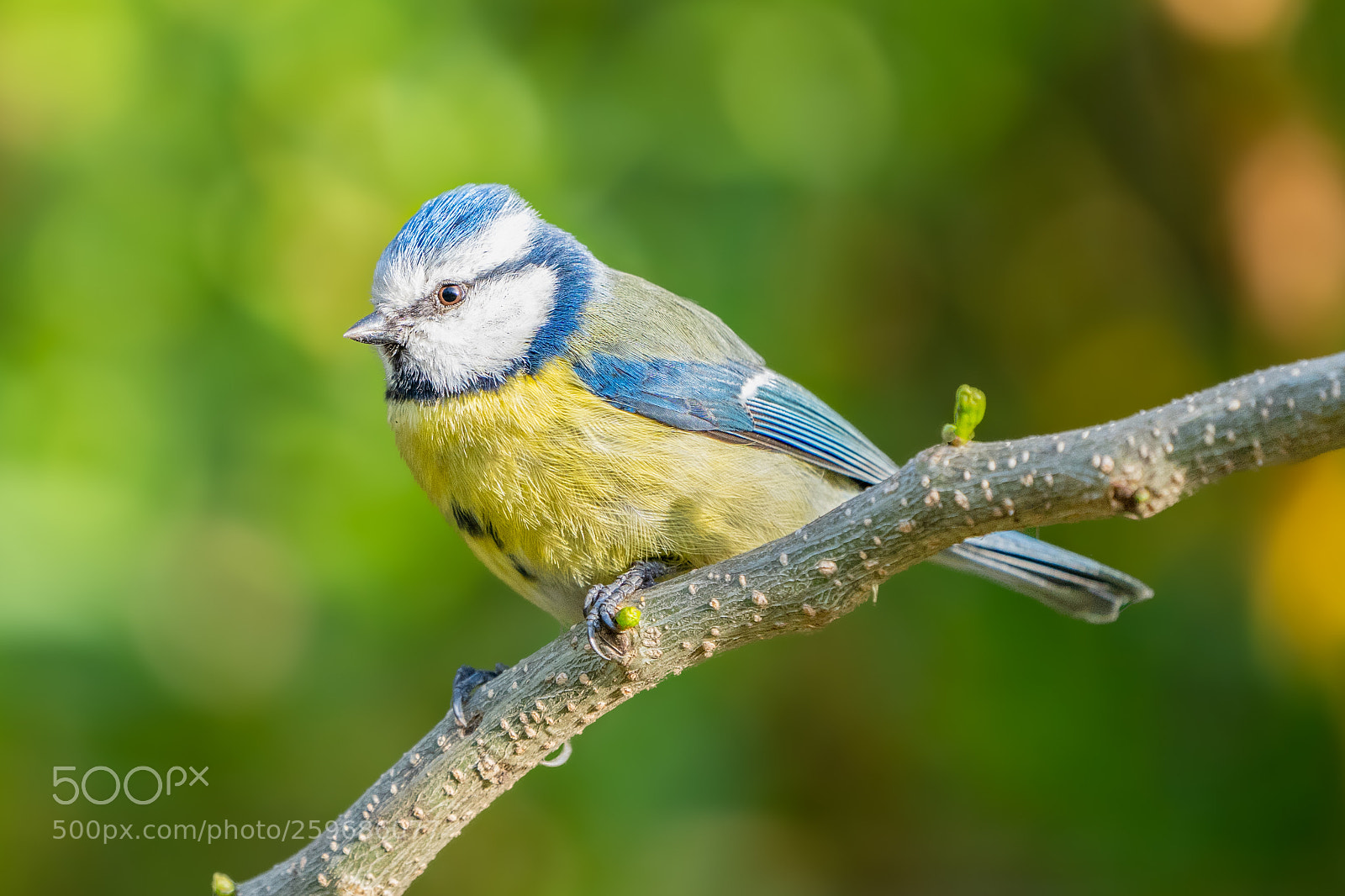 Sony a7 III sample photo. Blue tit photography