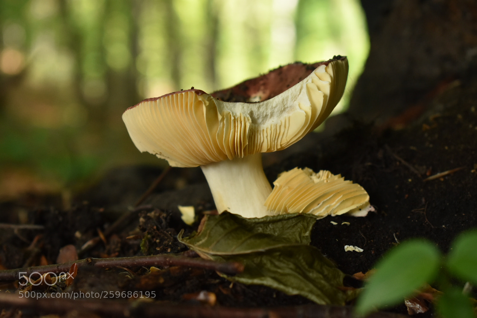 Nikon D3400 sample photo. Mushroom in a wild photography