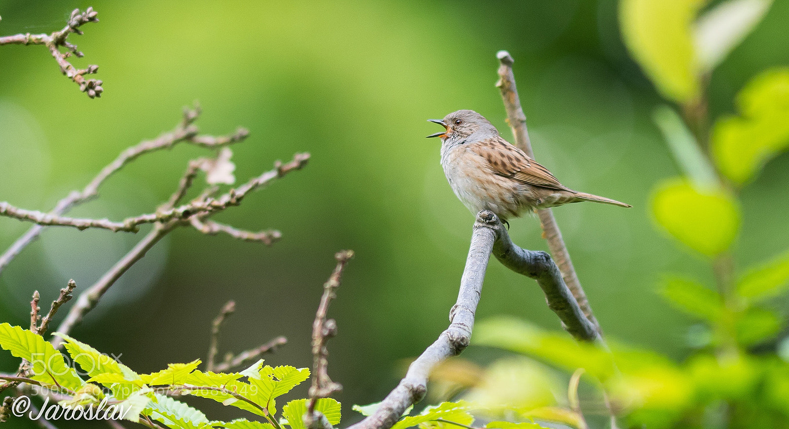Nikon D500 sample photo. Hedge sparrow singing  photography