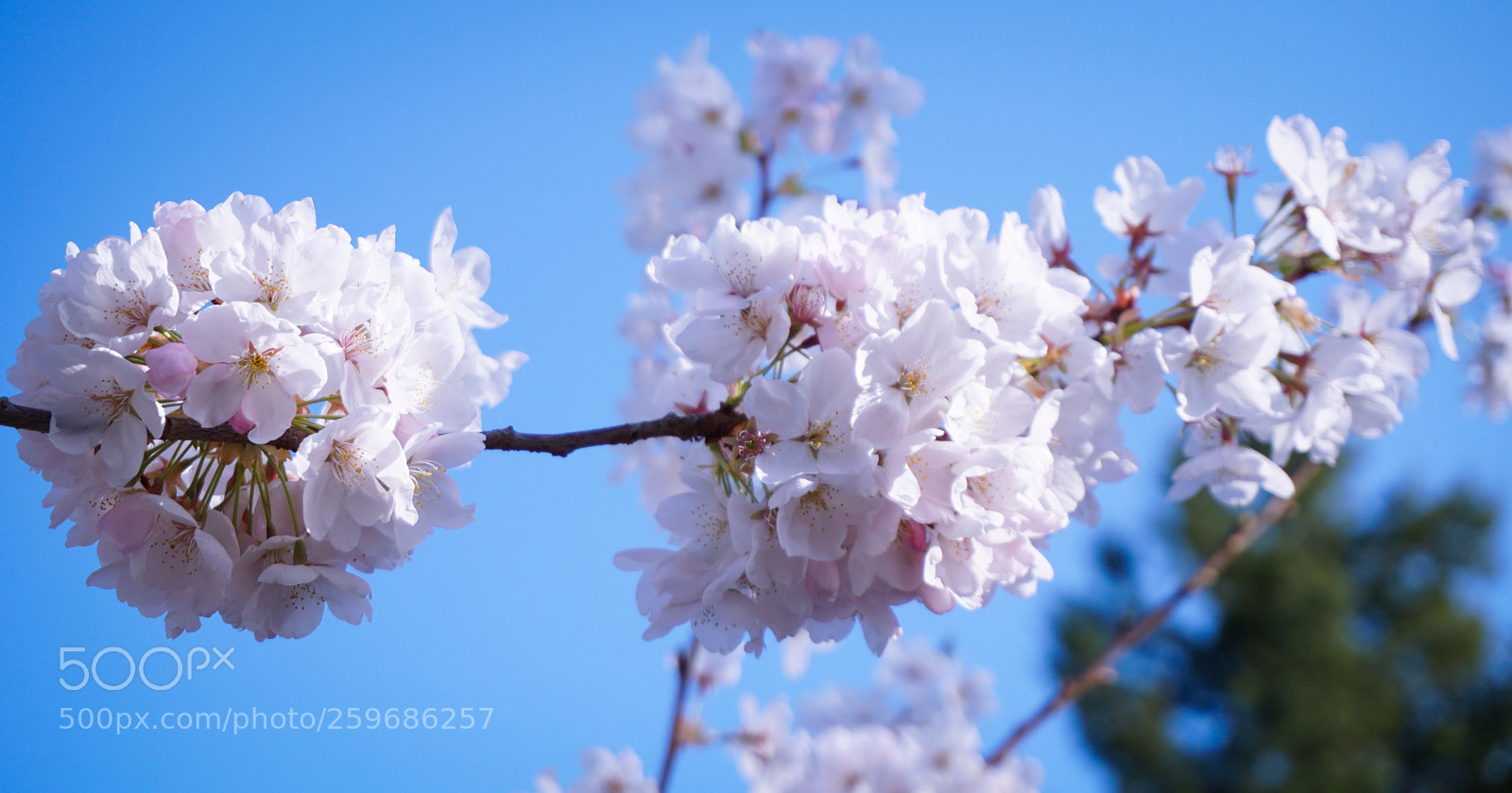 Sony a6500 sample photo. Cherry blossoms  photography