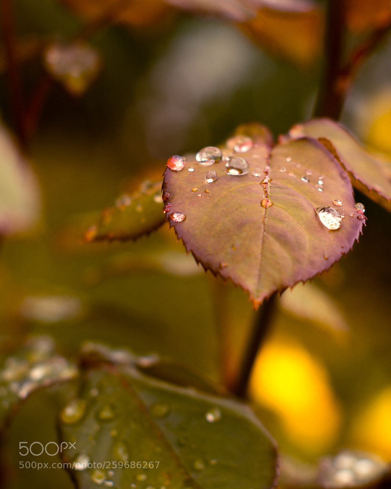 Nikon D800 sample photo. Raining photography