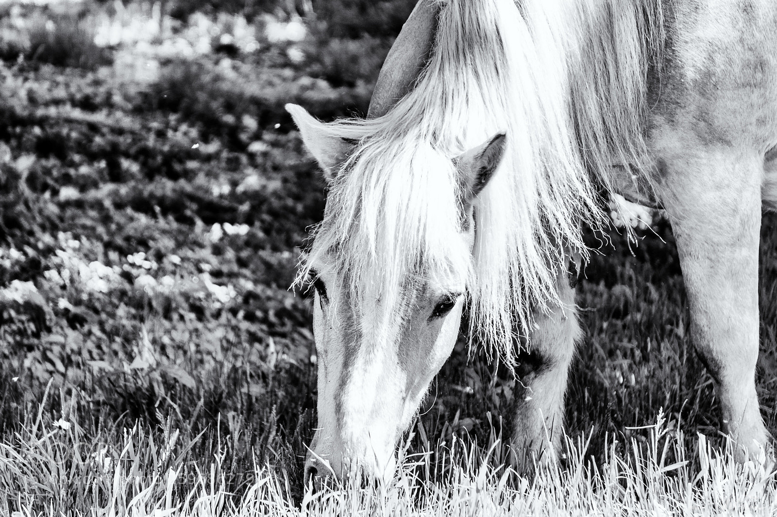 Sony a6000 sample photo. Grazing away photography