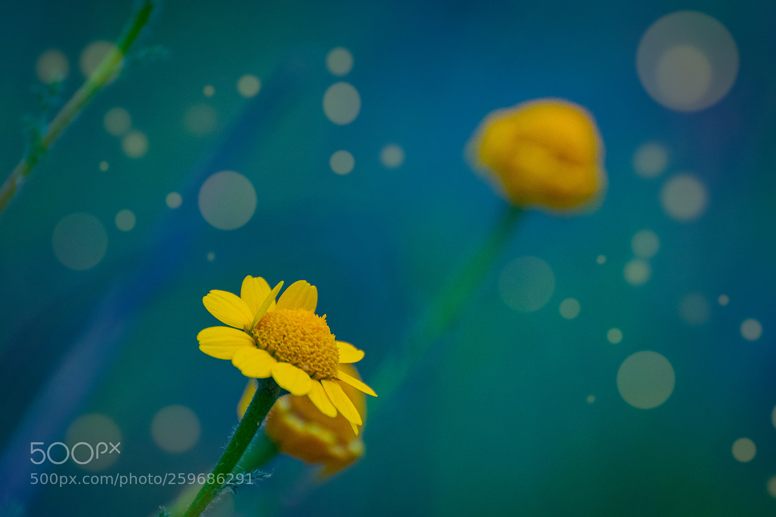 Nikon D5300 sample photo. Bodegon floral photography