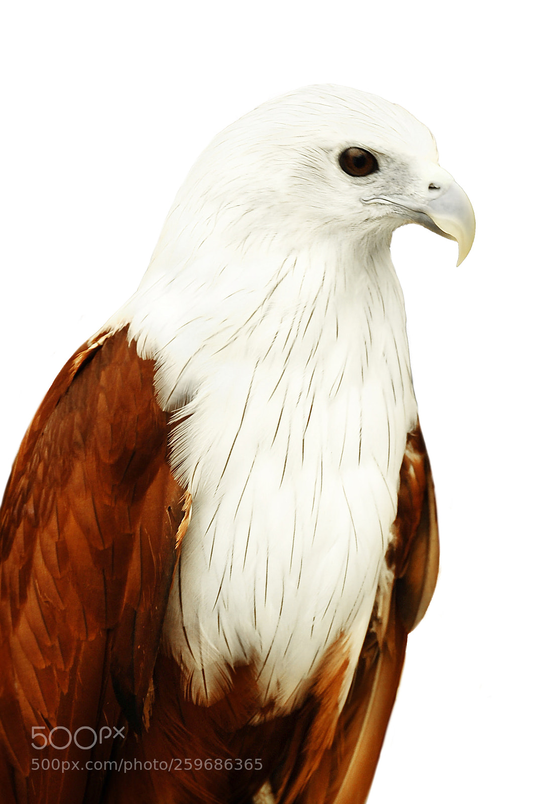 Nikon D90 sample photo. Red hawk photography