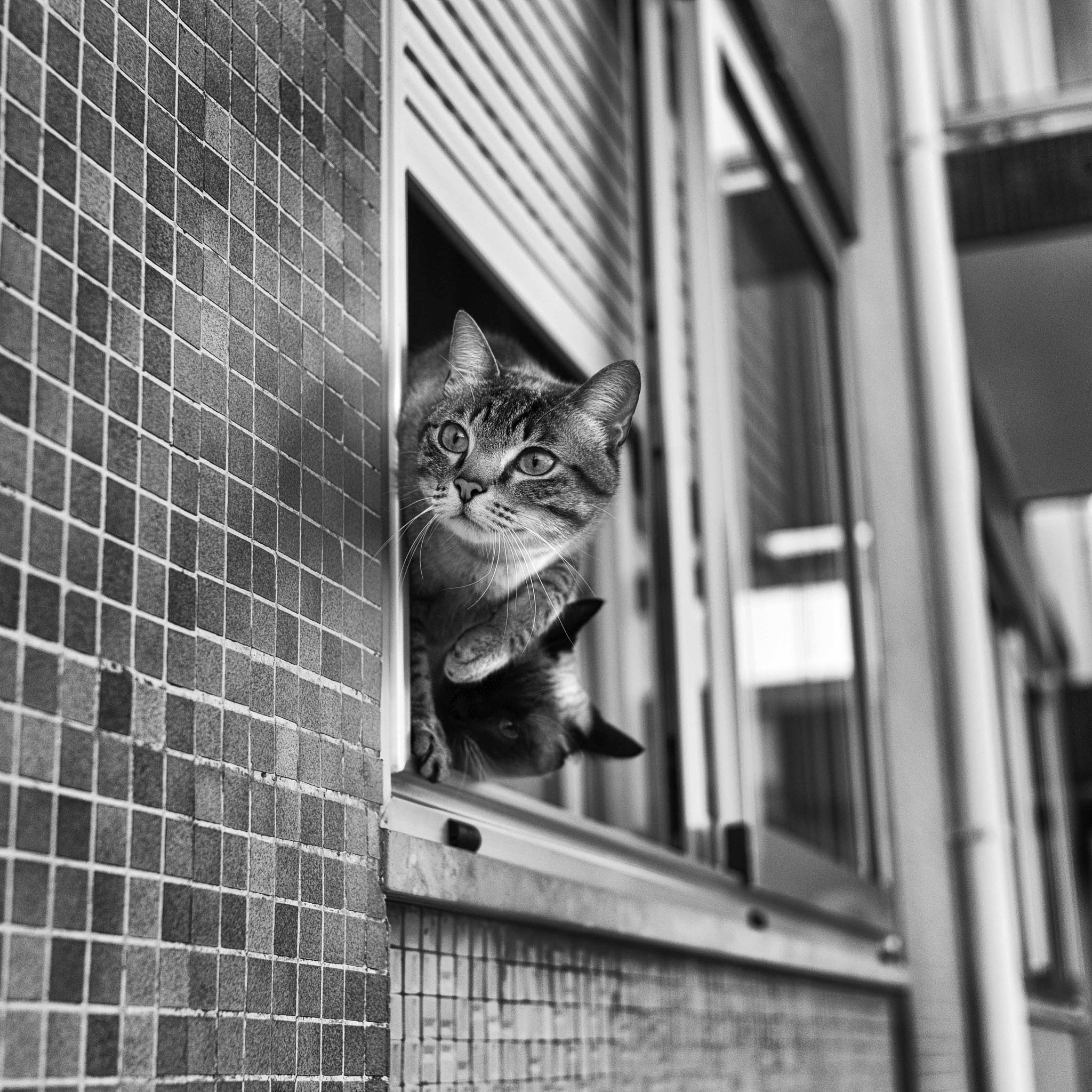 Leica M9 sample photo. The cat photography