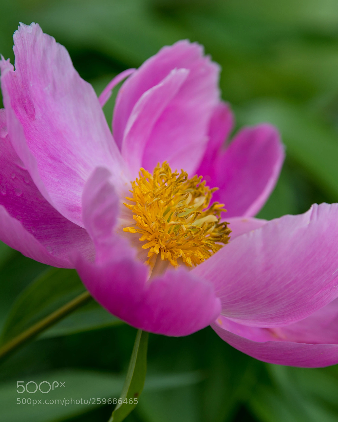 Nikon D800 sample photo. Macro or so photography