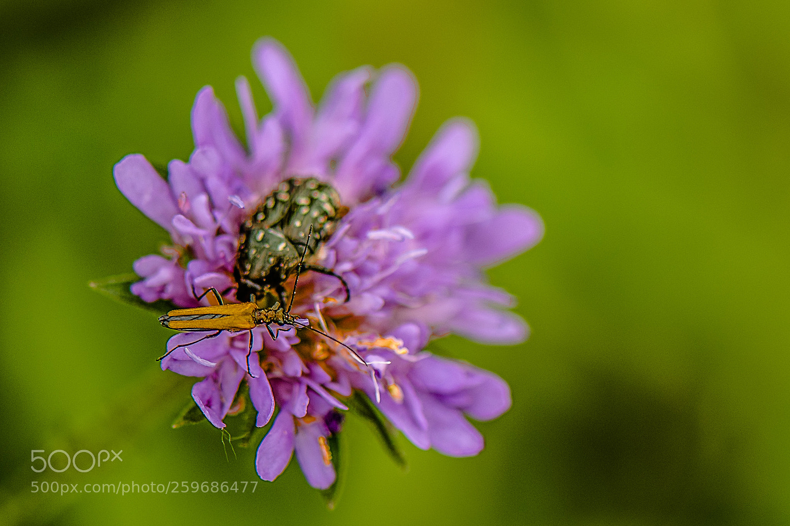 Nikon D750 sample photo. Insect photography