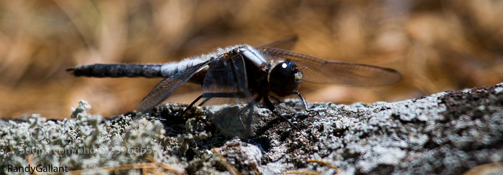 Canon EOS 7D sample photo. Chalk fronted corporal photography