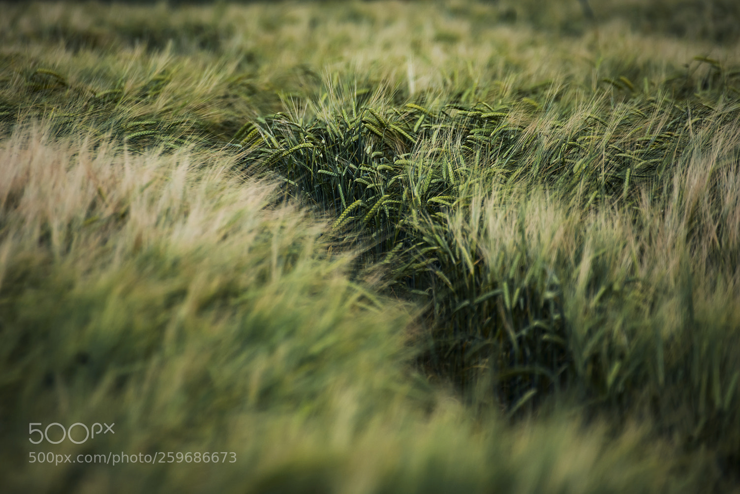 Nikon D610 sample photo. It's hidden.. photography