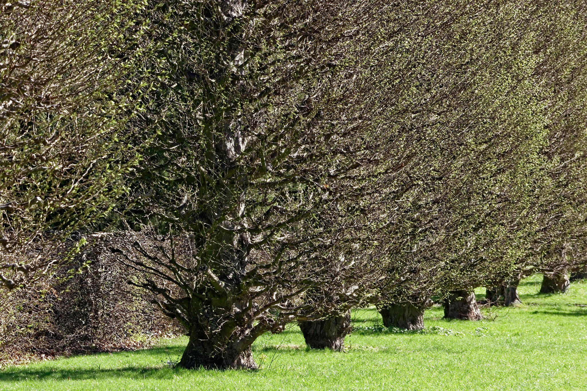 Sigma 150-600mm F5-6.3 DG OS HSM | C sample photo. The path of the old trees photography