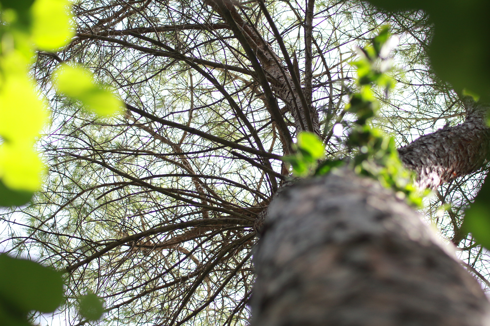 Canon EOS 700D (EOS Rebel T5i / EOS Kiss X7i) sample photo. Look up photography