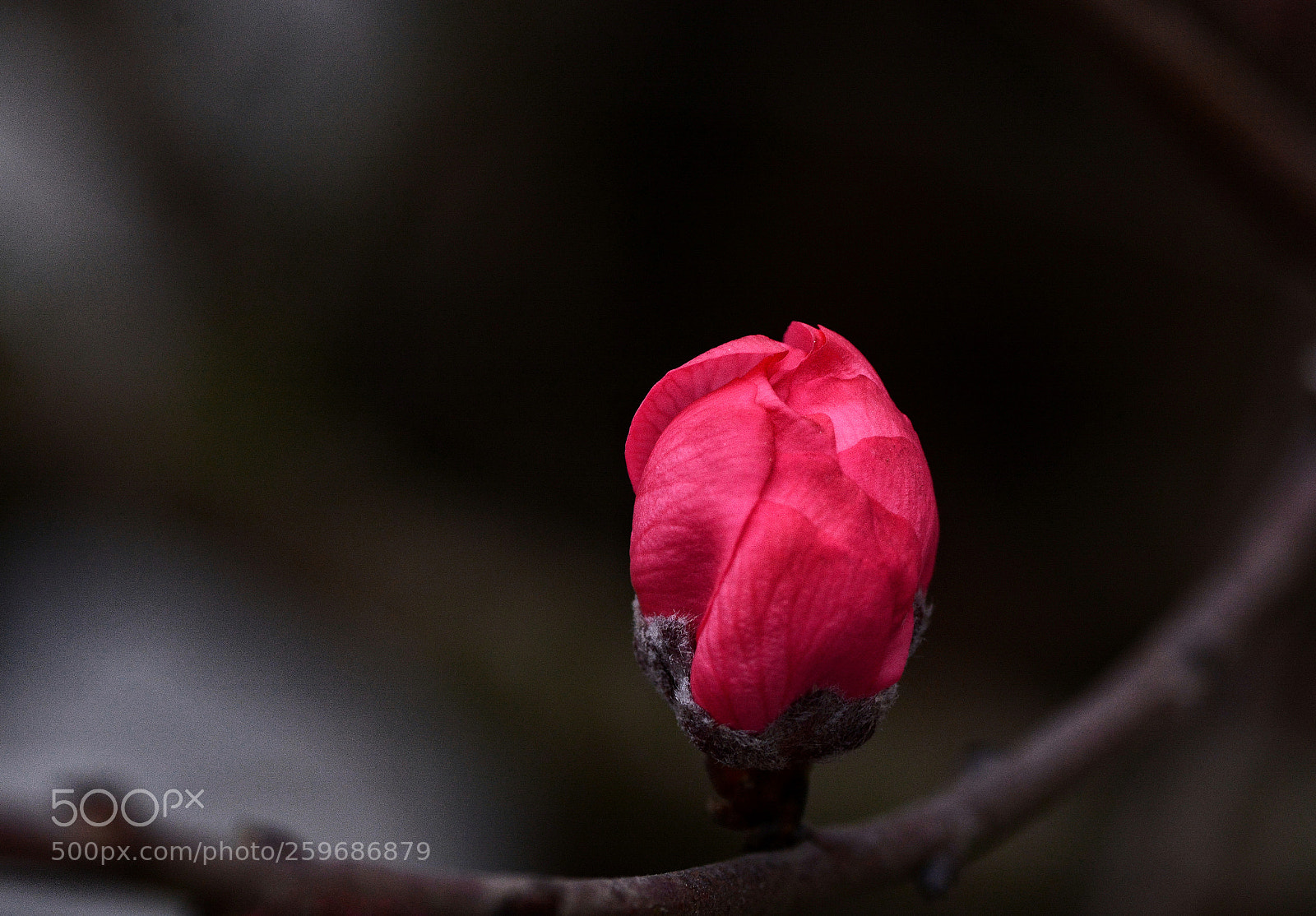 Nikon D7100 sample photo. Untitled photography