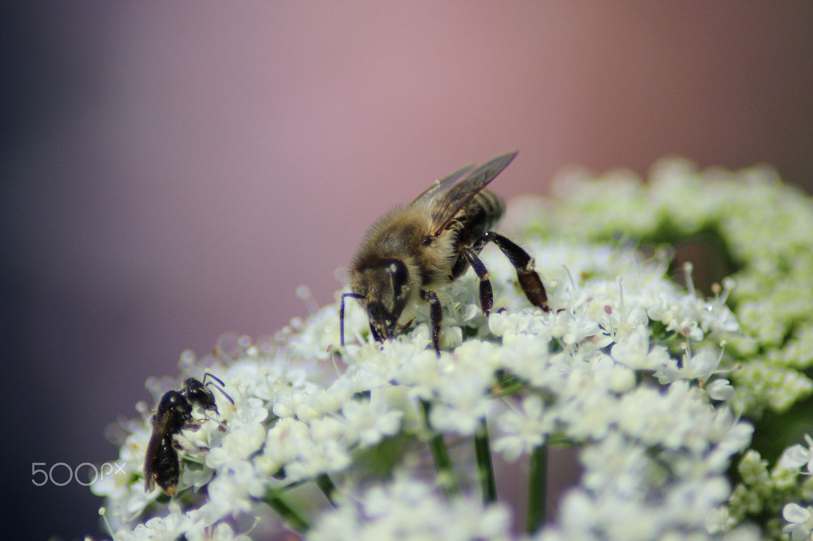 Canon EOS 600D (Rebel EOS T3i / EOS Kiss X5) sample photo. Bees in detail at close-up photography