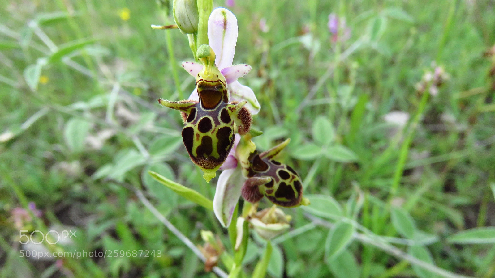 Canon PowerShot SX60 HS sample photo. Woodcock orchid ophrys scolopax photography