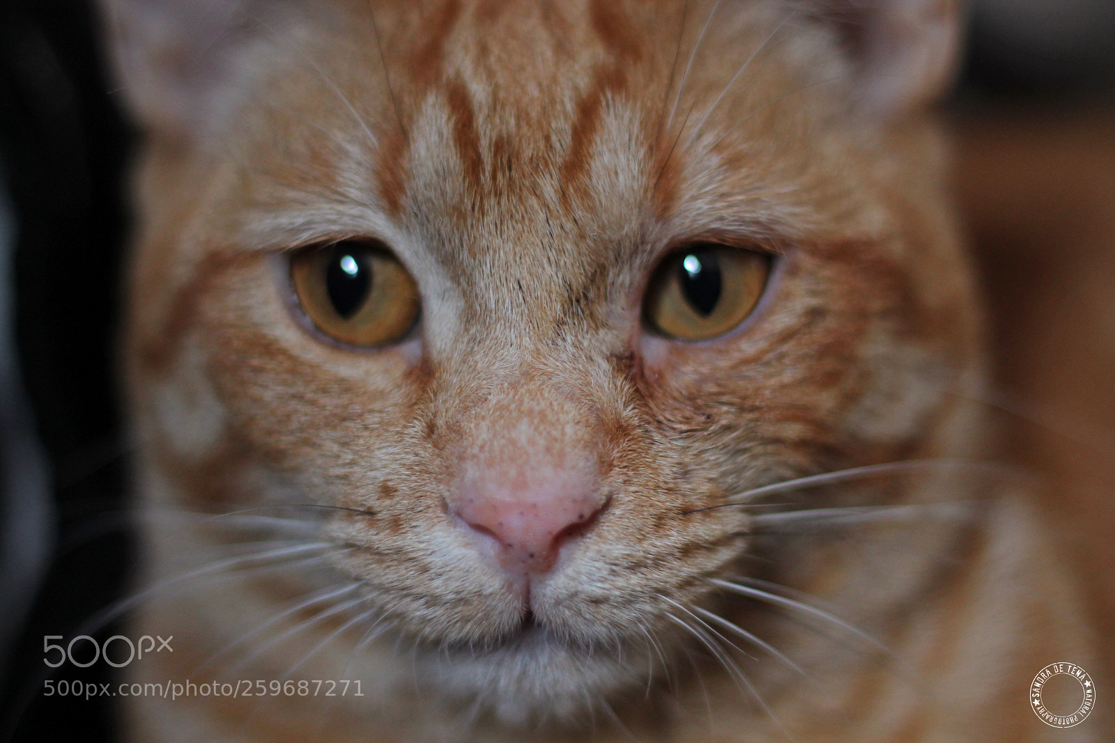 Canon EOS 1100D (EOS Rebel T3 / EOS Kiss X50) sample photo. Catface photography