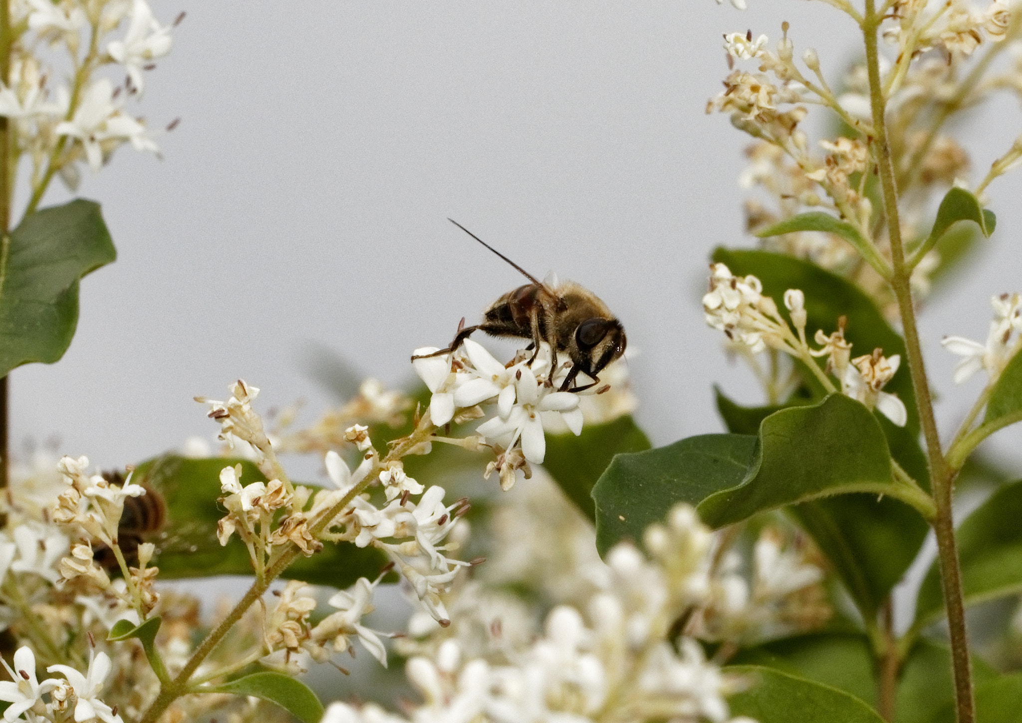 Canon EF 100mm F2.8L Macro IS USM sample photo. A valid couple photography
