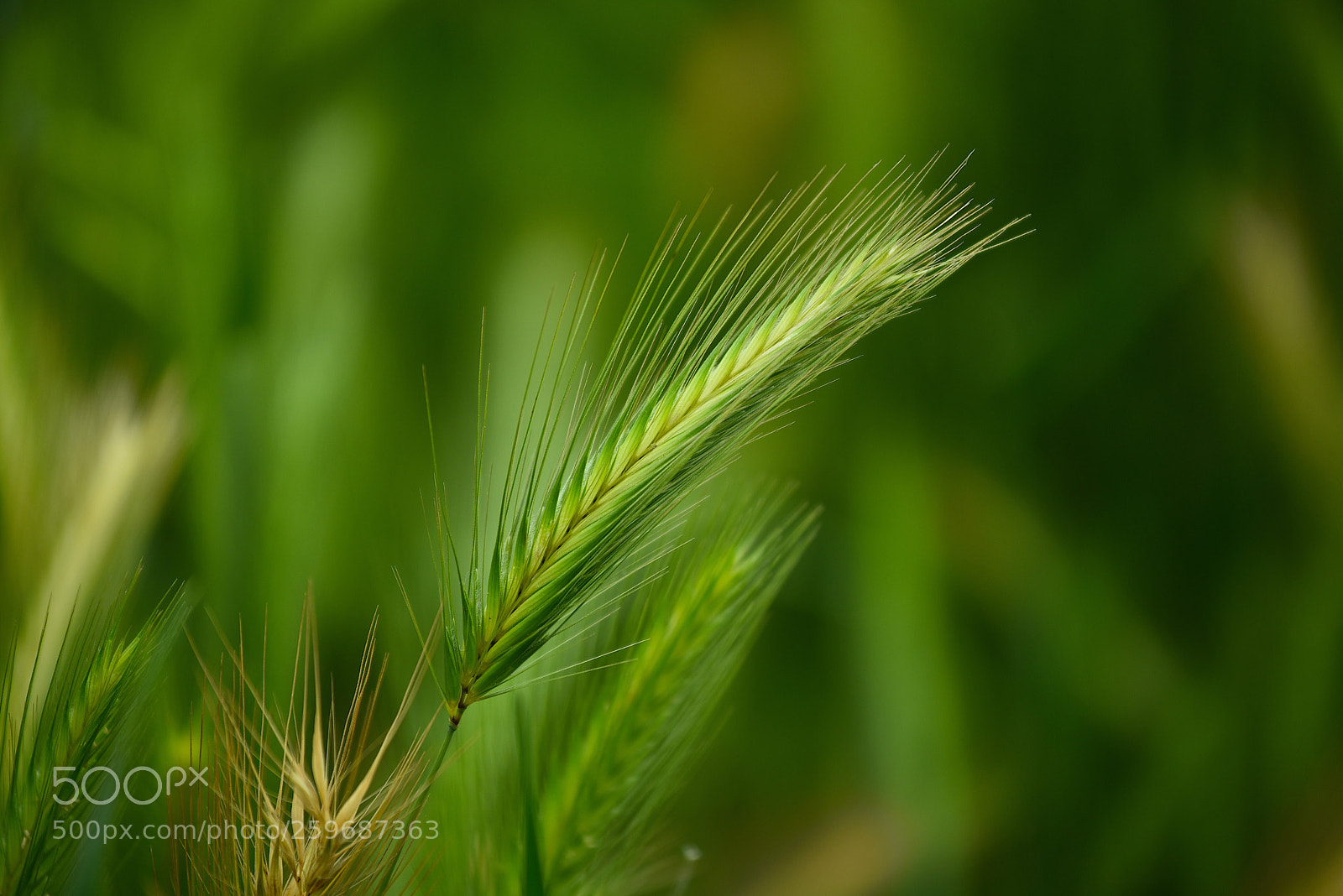 Nikon D750 sample photo. Un filo d erba photography