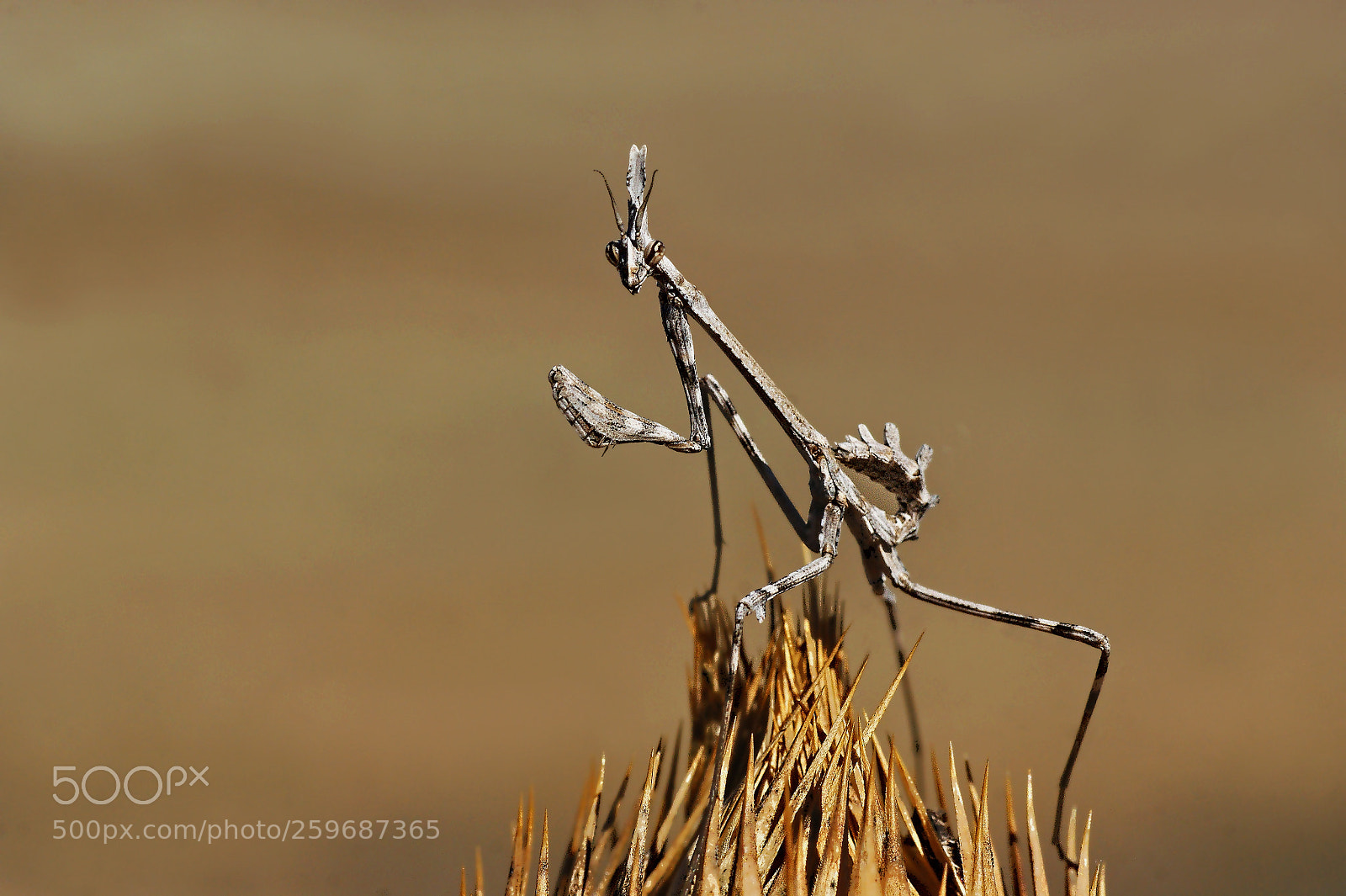 Sony Alpha DSLR-A350 sample photo. Macro of conehead mantis photography