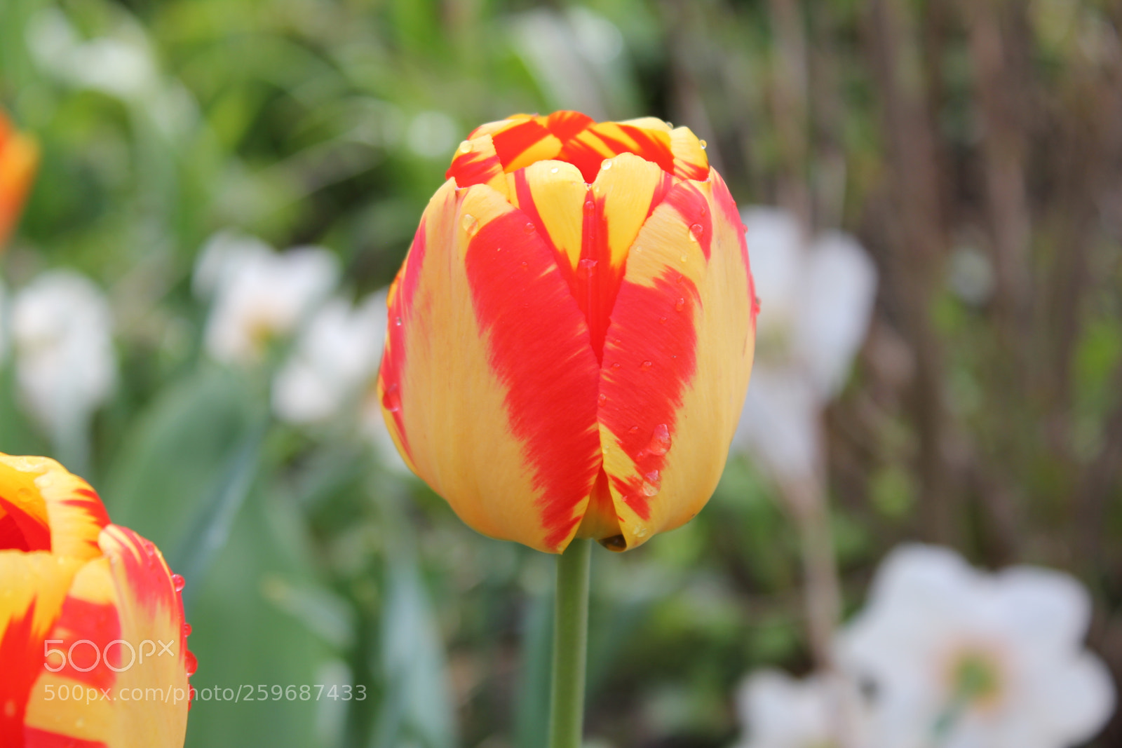 Canon EOS 550D (EOS Rebel T2i / EOS Kiss X4) sample photo. Tulips edward's gardens toronto photography
