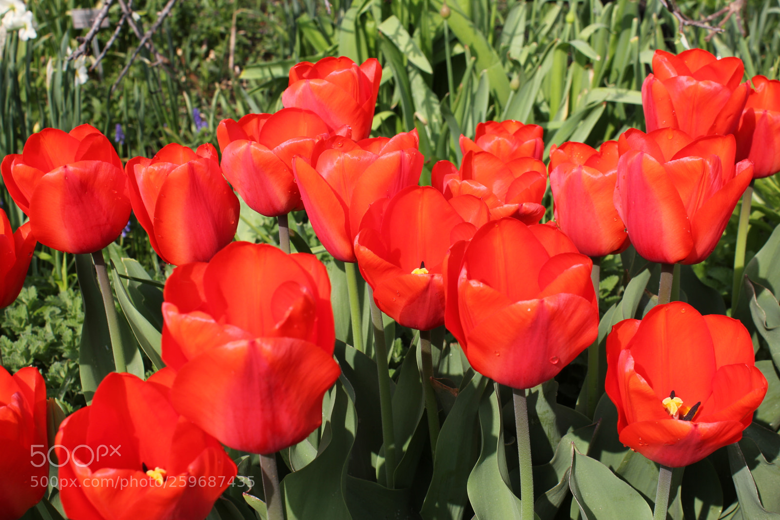 Canon EOS 550D (EOS Rebel T2i / EOS Kiss X4) sample photo. Tulips edward's gardens toronto photography