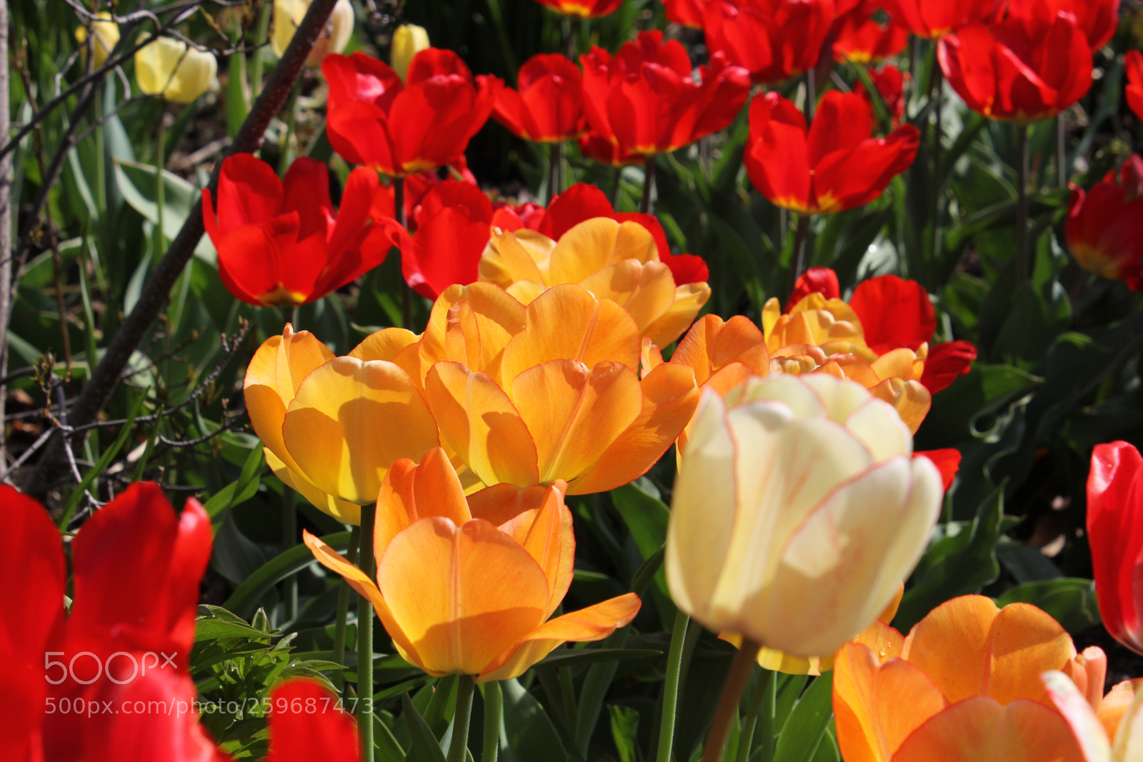 Canon EOS 550D (EOS Rebel T2i / EOS Kiss X4) sample photo. Tulips edward's gardens toronto photography