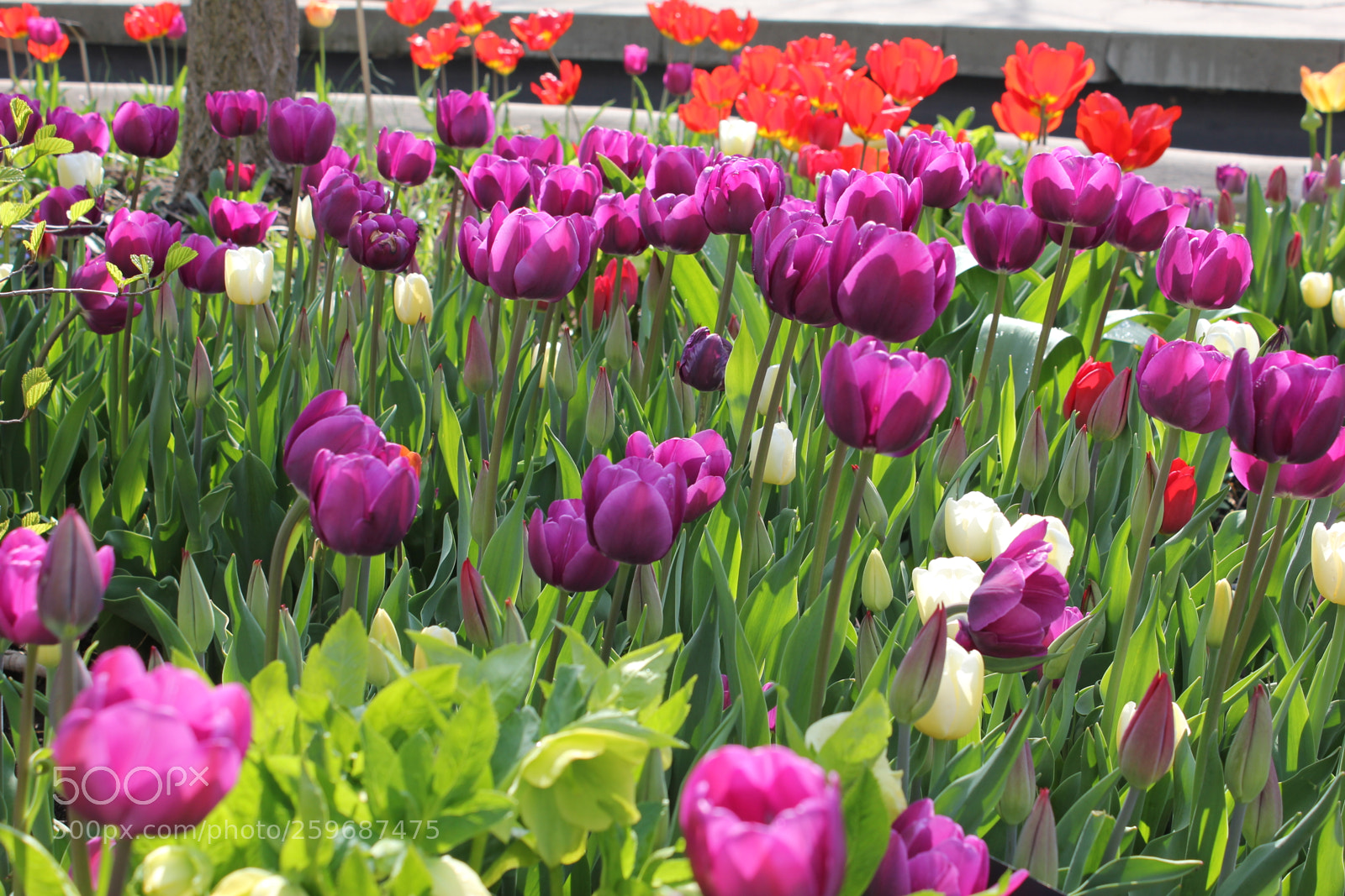Canon EOS 550D (EOS Rebel T2i / EOS Kiss X4) sample photo. Tulips edward's gardens toronto photography