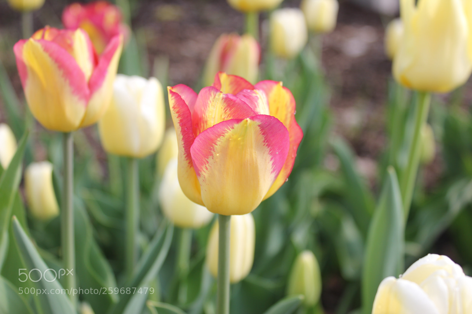 Canon EOS 550D (EOS Rebel T2i / EOS Kiss X4) sample photo. Tulips edward's gardens toronto photography