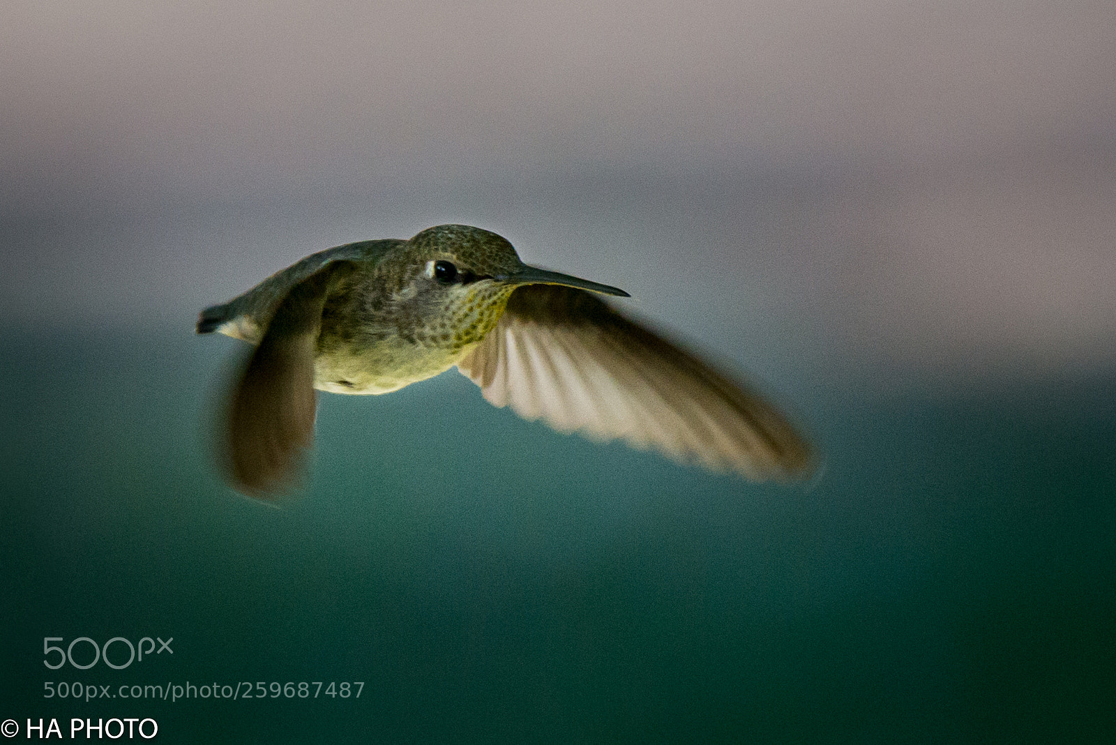Nikon D800 sample photo. Hummingbird attack photography