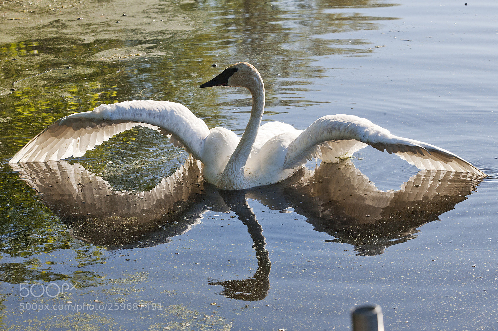 Canon EOS-1Ds Mark II sample photo. La photography