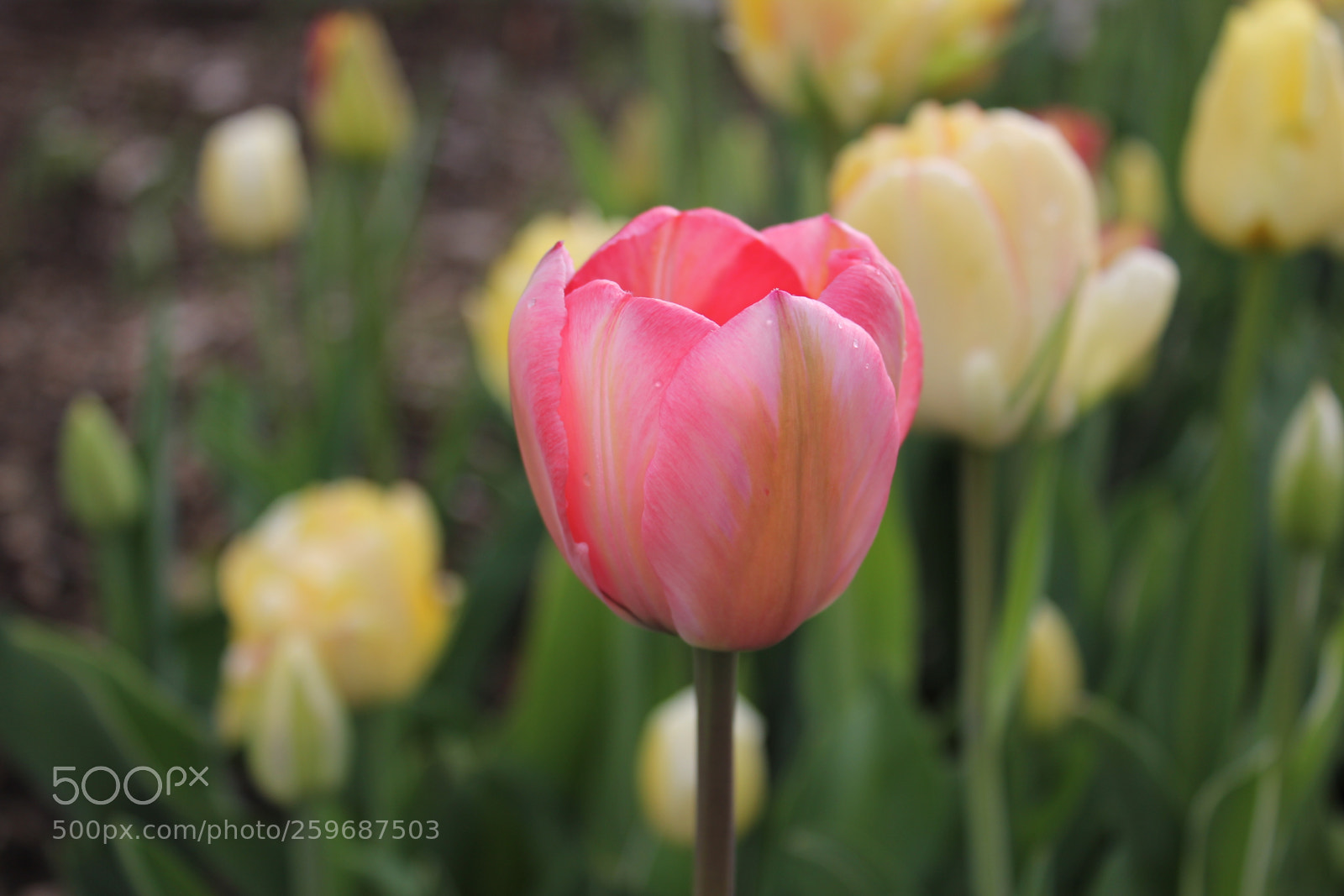 Canon EOS 550D (EOS Rebel T2i / EOS Kiss X4) sample photo. Tulips edward's gardens toronto photography