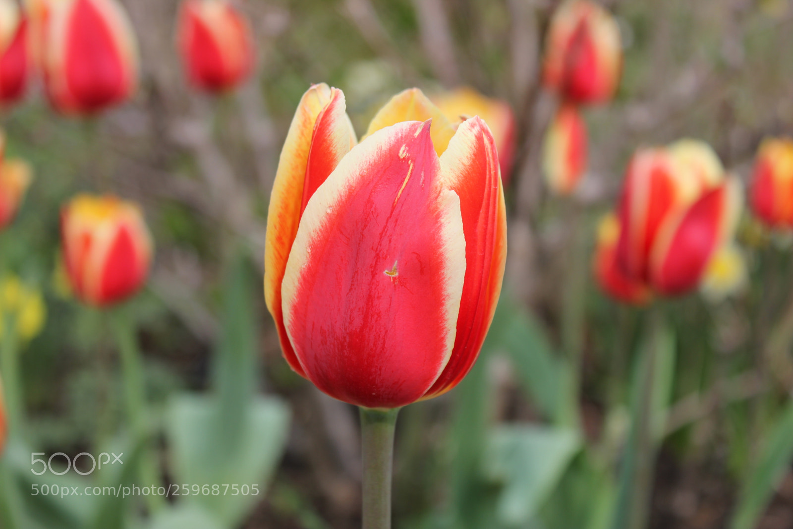 Canon EOS 550D (EOS Rebel T2i / EOS Kiss X4) sample photo. Tulips edward's gardens toronto photography